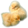 csipcsip