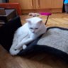 Marcsyyka
