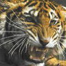 TurkishTiger