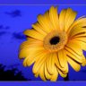 Gerbera47