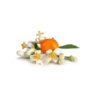 Orangeblossom