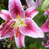 Lilyking