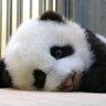 Pandus74