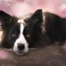 bordercollie27