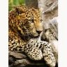 smaragdpanther