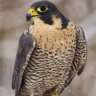 serinata