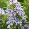 Rosemary07