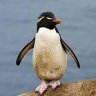 Pingvin369