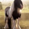 Marica10928