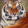 tigris1984