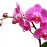 orchidea53