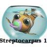 Streptocarpus1