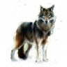 whitewolf-Isis16