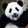 pandy_i_lamy