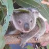 Koala2006