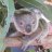 Koala2006