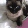gato_tolinhas