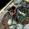 Tarantula_57