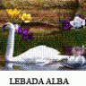 -LebadaAlba3-