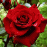 Antonia20002
